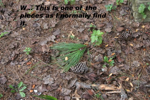 pine needle cluster 1