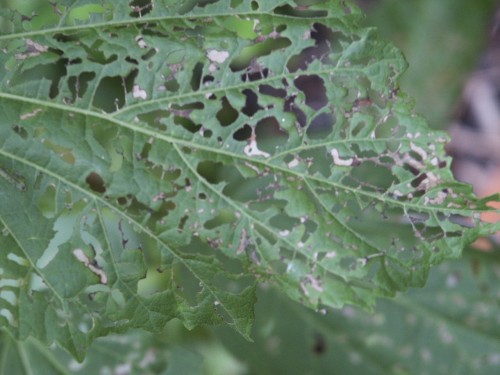 sawfly hibiscus damage