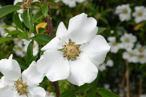 Cherokee rose