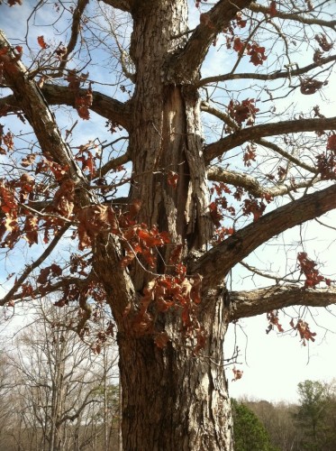 tree damage