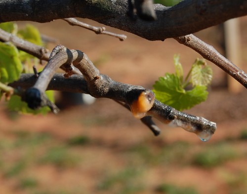 muscadine orange ooze