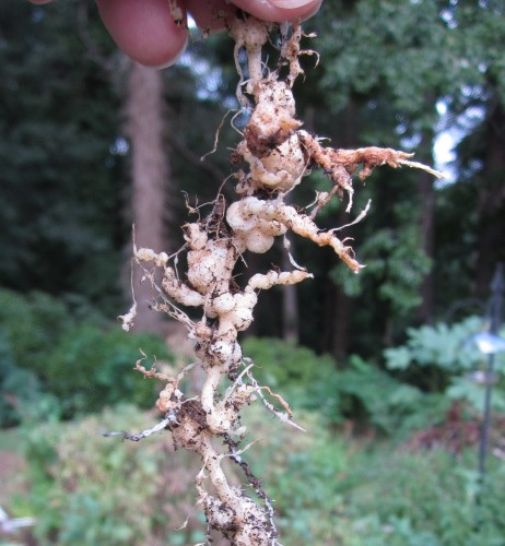 root knot nematode damage