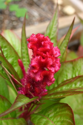 celosia