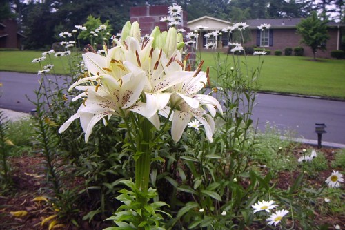 fasciated lily