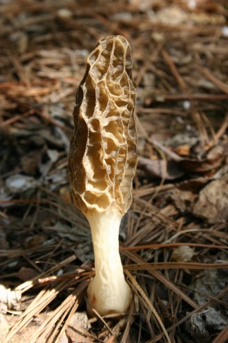 morel