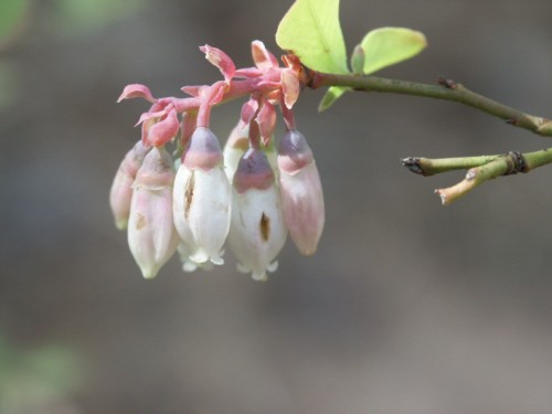 blueberry flower