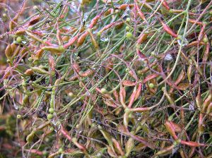 Sweet autumn clematis seed