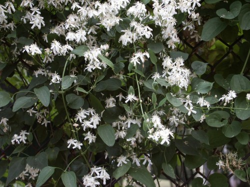 clematis sweet autumn