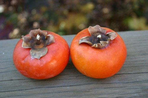 persimmon (2)