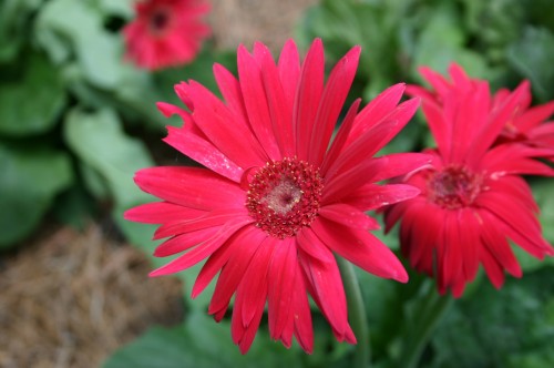 gerber daisy 3