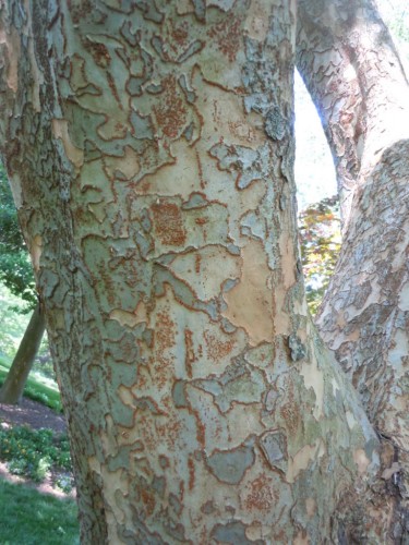 lacebark elm 1