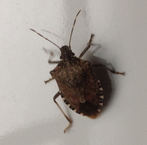 stinkbug marmorated