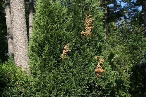 leyland branch dieback 6