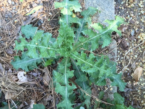 spiny sowthistle