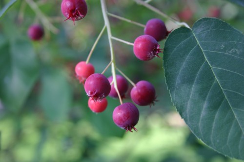 serviceberry fruit 2