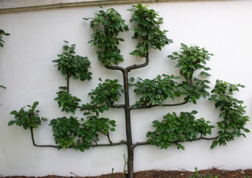 espaliered pear