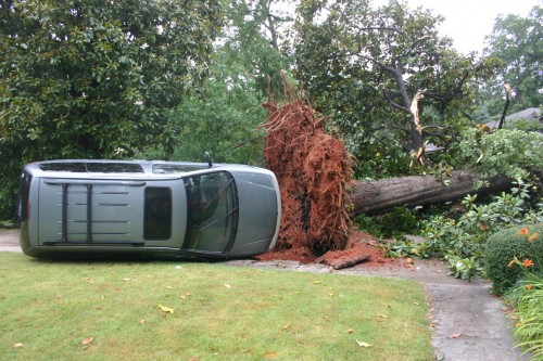 fallen tree