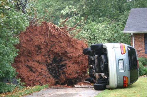 fallen tree