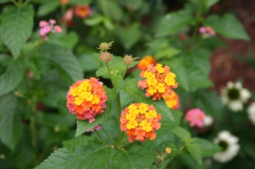 lantana Miss Huff