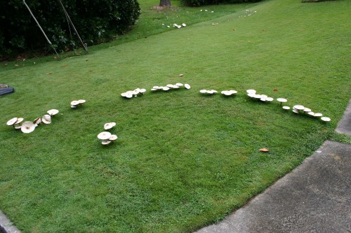 mushrooms fairy ring 1