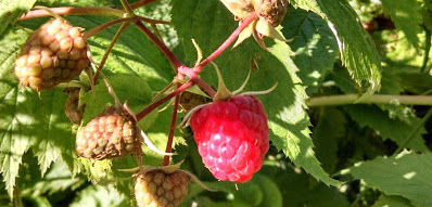 raspberries