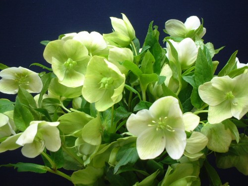 hellebore